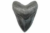 Fossil Megalodon Tooth - South Carolina #289334-1